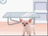 Pocket Dogs