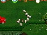 Sheep