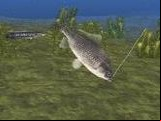 Reel Fishing II